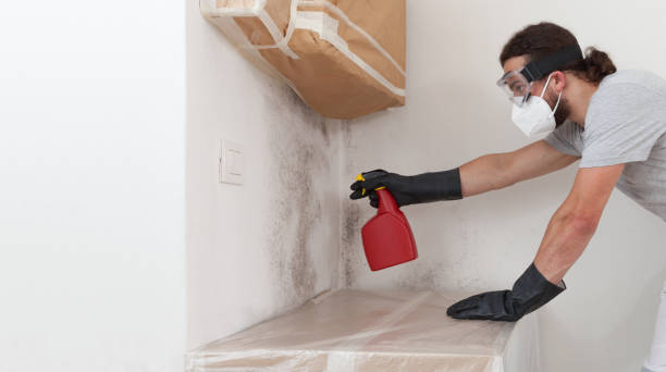 Professional Attic Mold Remediation technician working in Fort Hill, PA
