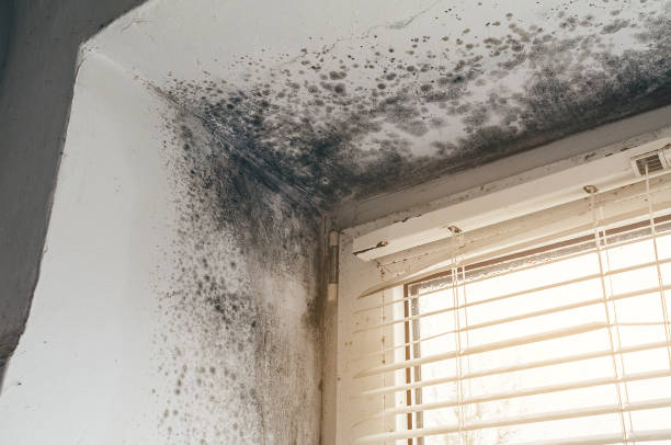 Affordable Attic Mold Remediation solutions in Fort Hill, PA