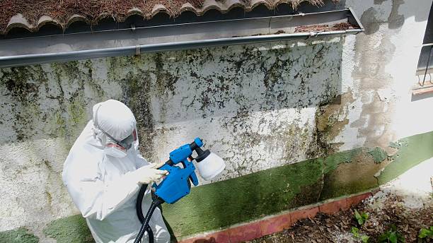 Top rated local Attic Mold Remediation specialists in Fort Hill, PA
